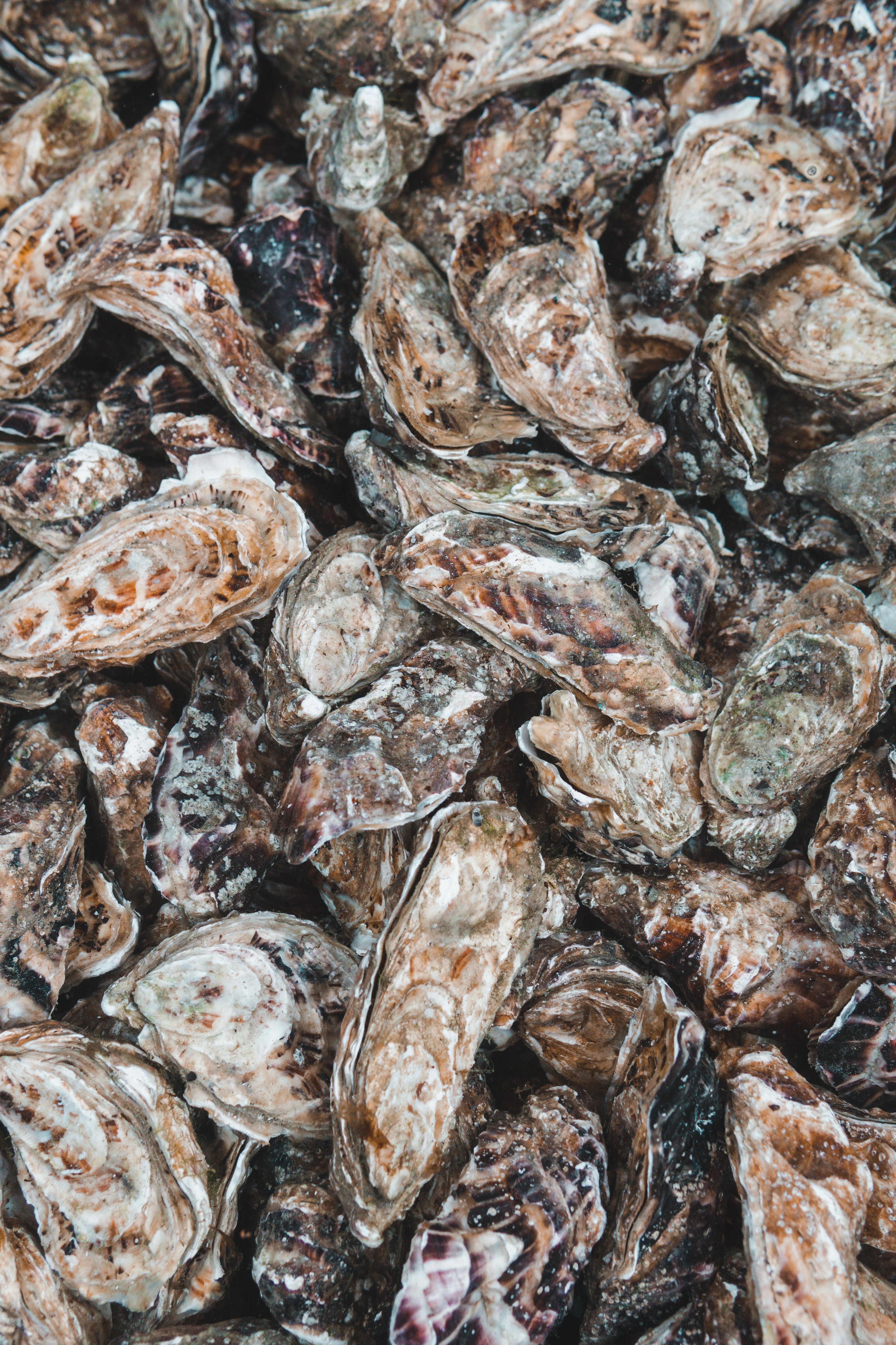 Wine 100 Oyster Fest Monday, April 27th